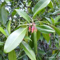 Bruguiera gymnorhiza (L.) Lam.